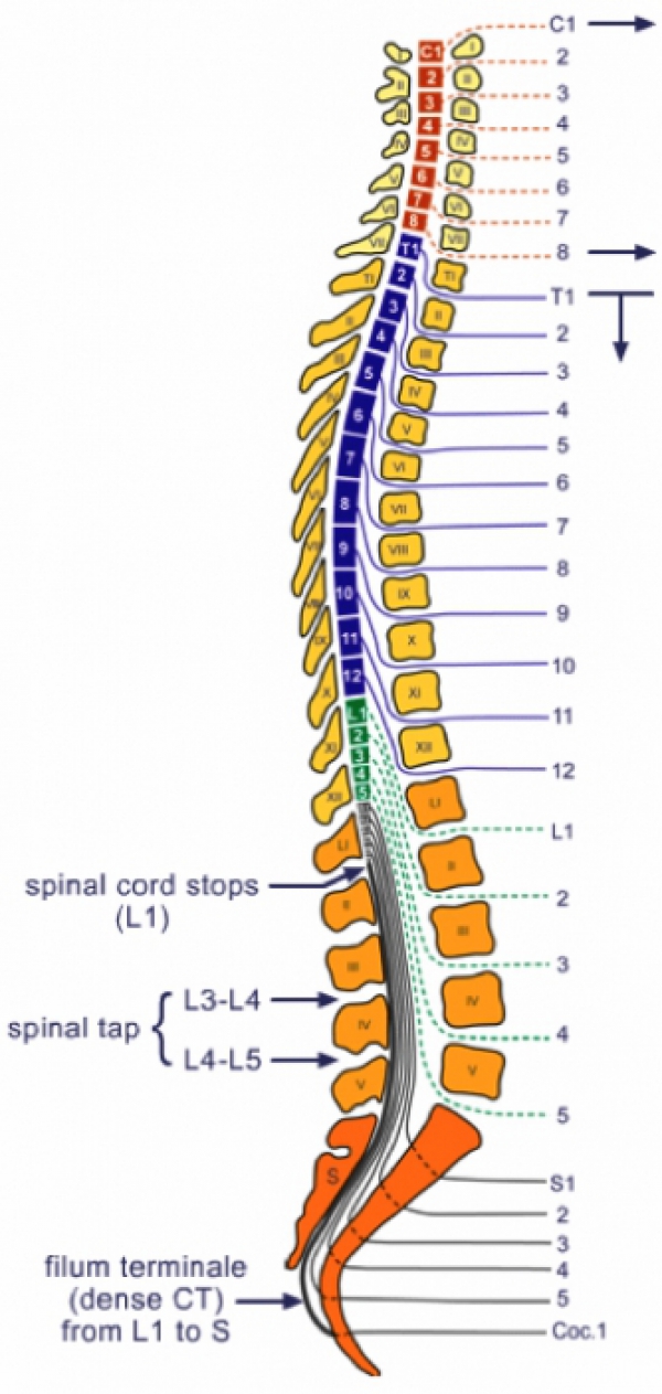 spinalcord01.jpg