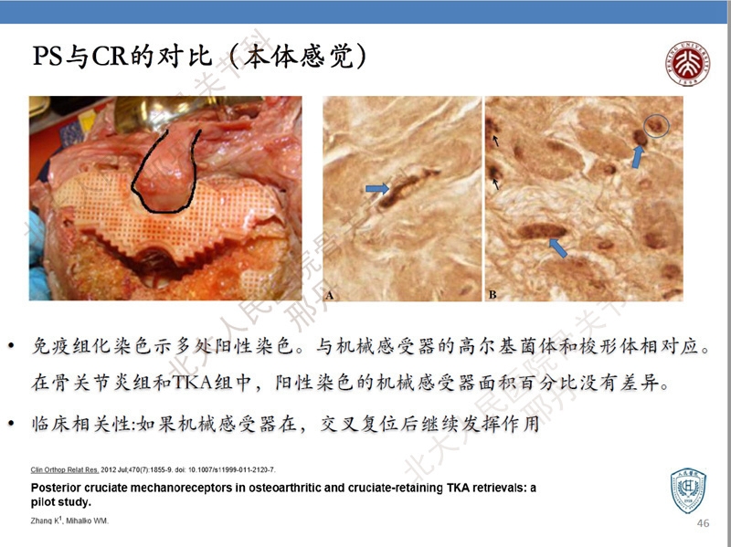 ppt46.jpg